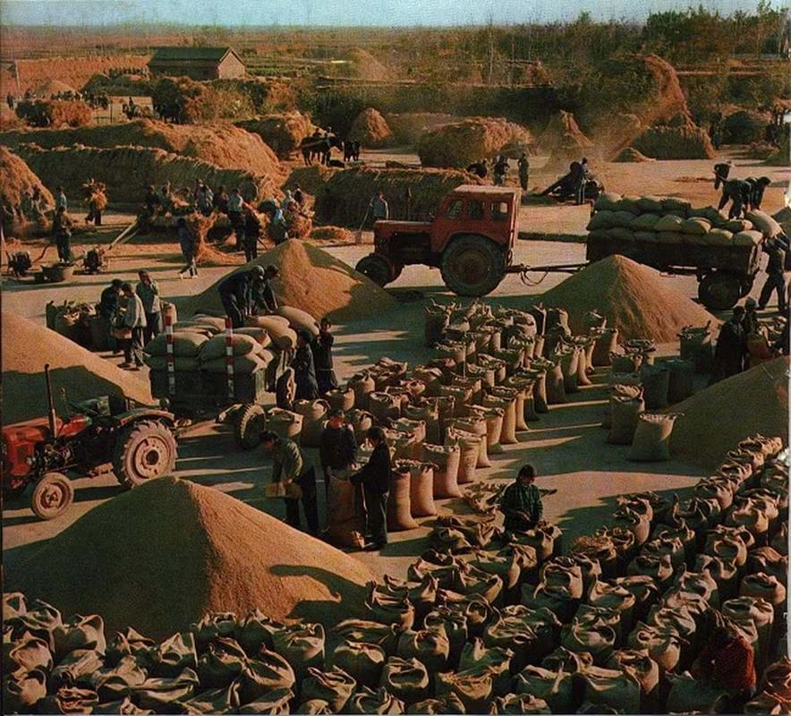 六七十年代农村生活景象图片 六七十年代农村生活景象图片秋天玉米地收割后的玉米地